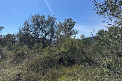 Tomt i Rossell, Castellon, Rossell - € 35 000 | Ref: Canguro - foto 7